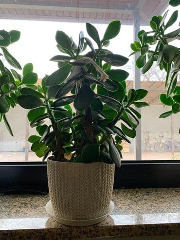 продам рассаду помидор: Денежные деревья Отлично растут Высокие сформированные будут — 3