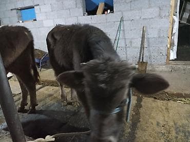 коты бишкек: Продаются бычки 90тысяч,100тысяч порода Швиц — 6