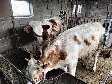 купить амура: Продаю | Бык (самец) | Полукровка | На откорм | Привязанные — 4