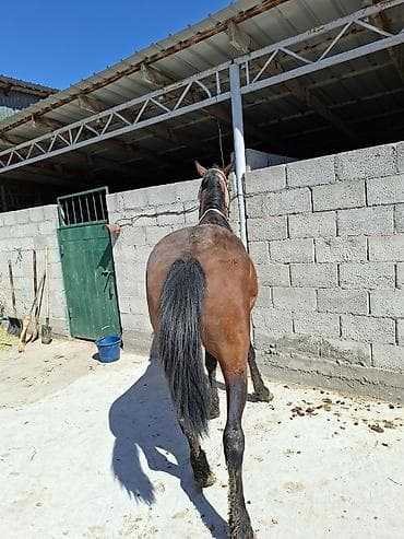 кони купить: Продаю | Конь (самец), Жеребец | Кара Жорго | На забой | Мерин — 8