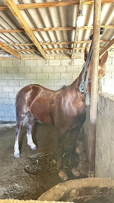 индюк самец: Продаю | Конь (самец) | Полукровка | Рабочий — 6