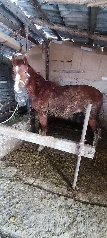 Ветеринар кызматы: Сатам | Байтал | Союуга — 1