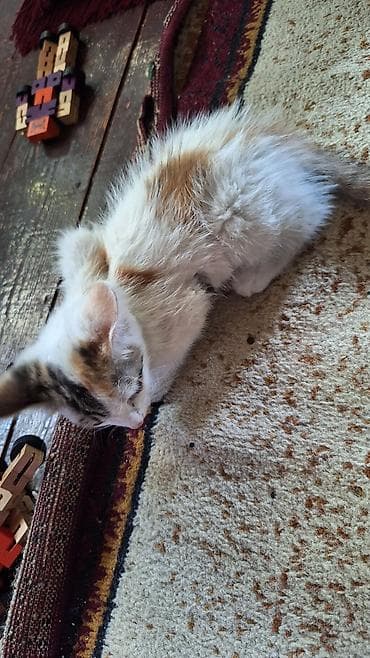 ориентальная кошка цена: Котята, домашние, короткошёрстные. - Окрас: один черно-бело-серый (с — 3