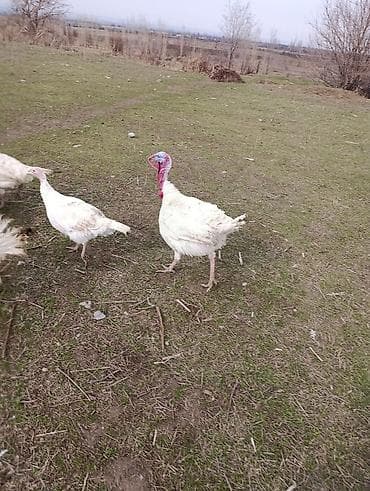 Индюки: Продаю | Индюшка (самка) | Для разведения | Племенные — 2