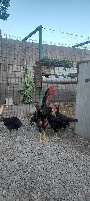 С/х животные и товары: Продаю | Куры, Цыплята | Полубрама, Арбор айкрес, Бойцовая | Для разведения, Для боев — 5