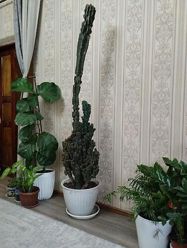 Крупный комнатный суккулент в горшке — церопегия/эвфорбия типа at lalafo.kg Крупный комнатный суккулент в горшке — церопегия/эвфорбия типа