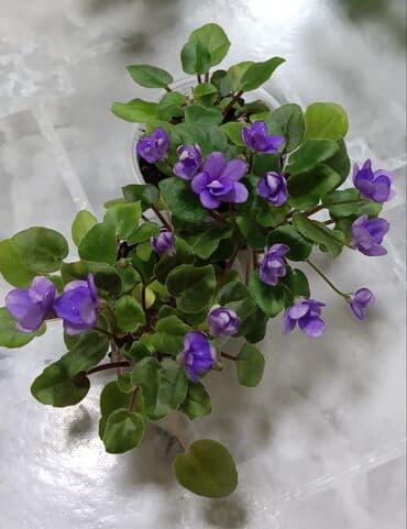 магнолия цветок купить: Продаю сортовые, коллекционные фиалки (стандартные, трейлерные,мини и — 29