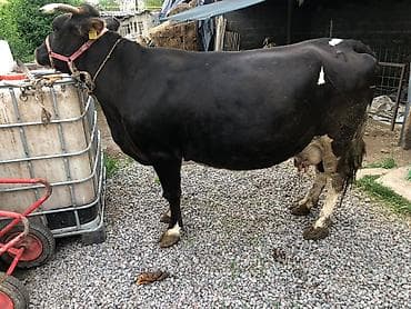 меняю на дом: Продаю | Корова (самка) | Для молока | Привязанные — 1