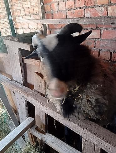 колбасный сех: Продаю | Баран (самец) | Для разведения | Племенные — 2