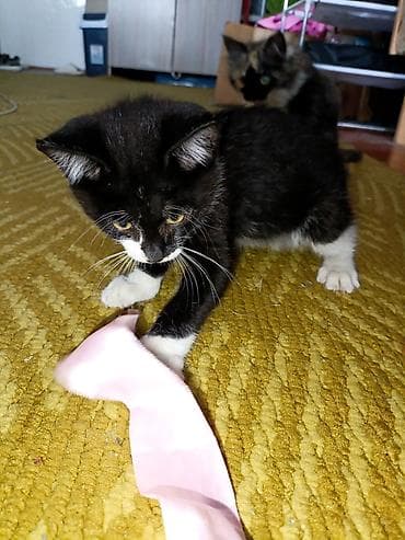 черепаху: Отдам двоих котят в добрые руки!🎀 мальчик и девочка, очень игрывые — 4