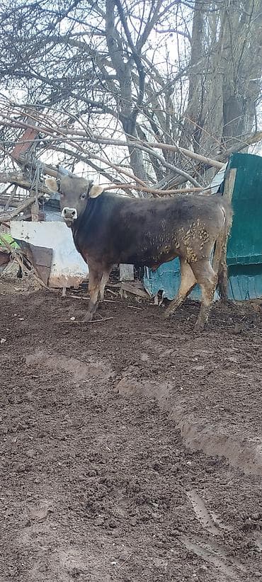 1 5 тай: Продаю | Бык (самец) | На откорм | Привязанные — 2