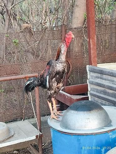 кызыл бирдик: Сатам | Короздор | Дакан | Тебиштирүү үчүн — 9