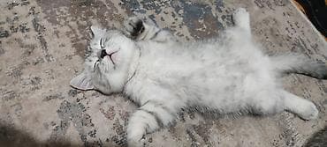 Үй жаныбарлары: Продаются чистокровные котятята. Шотландской народы. 2 котёнка( — 6