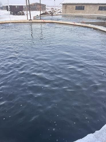 Зоотовары: Форель 85-90 грамм 150 тысяч штук в наличии ! 100 сом. Штука — 3