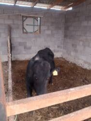 домик для кроликов: Продаю | Бык (самец) | Ангус | На откорм, На забой, Для разведения | Искусственник — 2