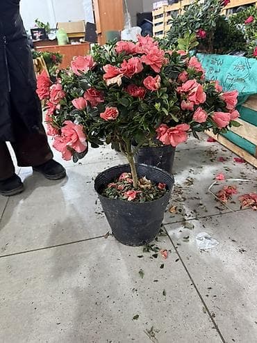 Молочаи: Азалия — 2