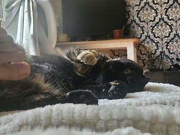 Животные: Отдам даром в добрые руки 🖤Черная кошка - кличка Ханни, 5 лет, чистая — 3