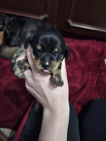 джек рассел терьер цена бишкек: Продаются щенки таксы рождены 14 января . Остался только черный — 3