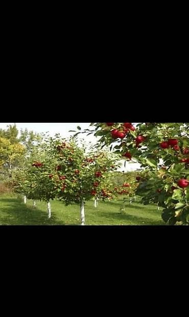 помидоры огурцы: Профессиональная обрезка плодовых деревьев Услуга по формирующей и — 5