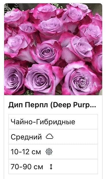 электро м: Саженцы — 7