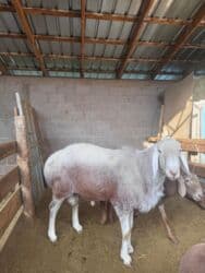 купить немецкую овчарку в бишкеке: В продаже породистый баран
Арашан
цена 92000сом — 2