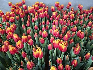 новогодние свитера: Тюльпаны срезка и луковицы - Разнообразие сортов и окрасок — 3