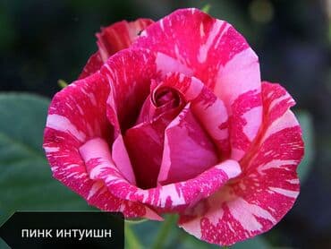 купить семена цветов в бишкеке: Саженцы цветка: Розы — 8