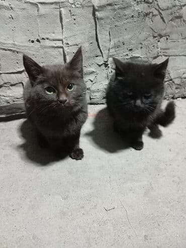 отдам кота в добрые руки: Кошка даром: Лесная, 5 месяцев, Девочка, Метис — 4