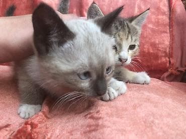 отдам в добрые руки кошку: Котята домашние, окрас: - Котёнок 1: поинтовый (светлая шерсть с — 2