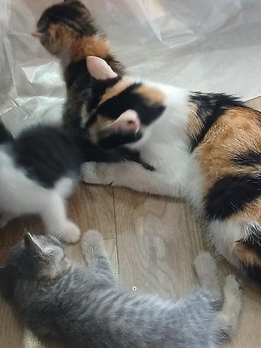 кошка домик: 1 месяц, Девочка, Белый — 5