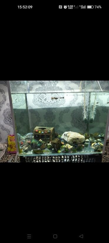 13 маленьких рыбок и одна большая. + Аквариумный комплект для дома -