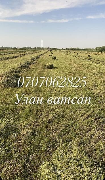 беде сено: Сено в тюках
1 кос
Карасакал 
продаю с поля — 1