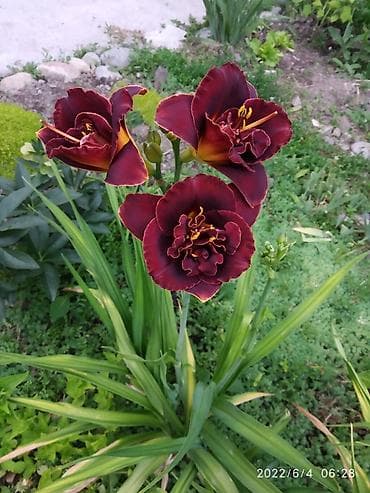 дерево из бисера: Лилейники Голландия — 1