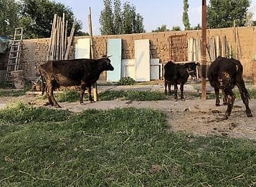 доильный апарат: Продаю | Корова (самка), Бык (самец), Тёлка | На откорм, Для разведения, Для молока — 2