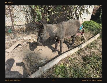 собаку в добрые руки: Ишак — 3