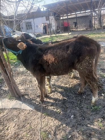 белый фазан: Продаю | Бык (самец) | Алатауская | На откорм | Привязанные — 3