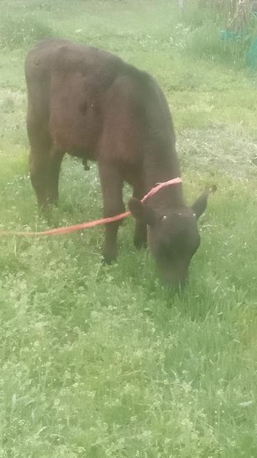 куплю корову: Продаю | Бык (самец) | На откорм | Привязанные — 4