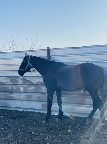 где продать собаку: Продаю | Конь (самец) | Рабочий — 1