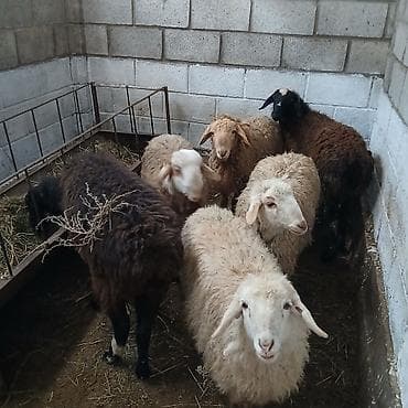 Зоотовары: Продаю | Овца (самка) | Для разведения — 1