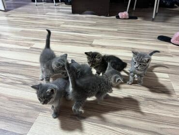 вислоухая кошка сколько стоит: Очаровательные котята серого окраса (табби) с выразительными глазами и — 9