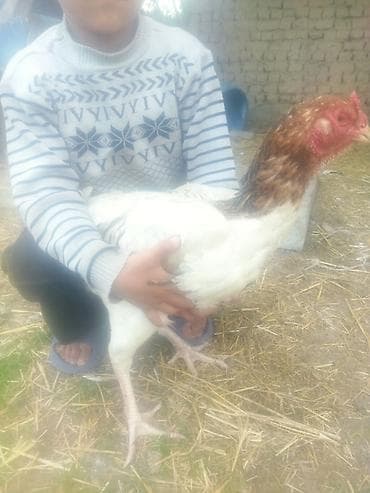 охотничьи собаки купить: Продаю | Куры | Бойцовая | Для разведения — 2