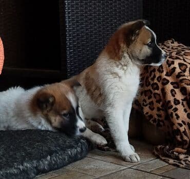 мопс щенок цена: Собака даром: Дворняжка, 2 месяца, Самка — 6