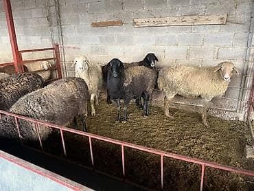 Үй жаныбарлары үчүн товарлар: Сатам | Ургаачы кой (ургаачы) | Көбөйтүү үчүн | Асыл тукумдуу — 7