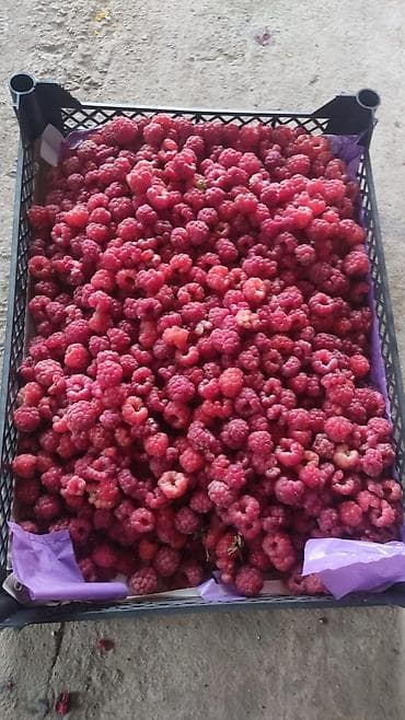 зелёный абрикос: Ящик — 1