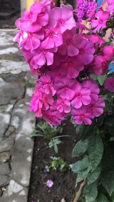 продажа домов шопоков: Дача, 55 м², 5 комнат, Старый ремонт — 9