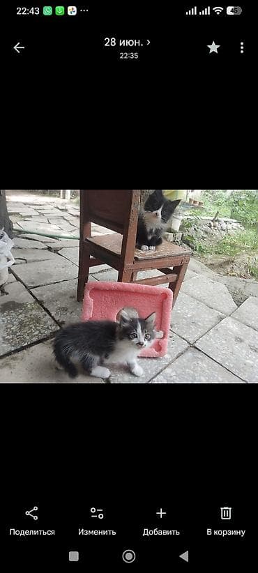 мейн кун вязка: Котенок, 2.5месяца. от глистов обработан. желательно в частный дом — 2
