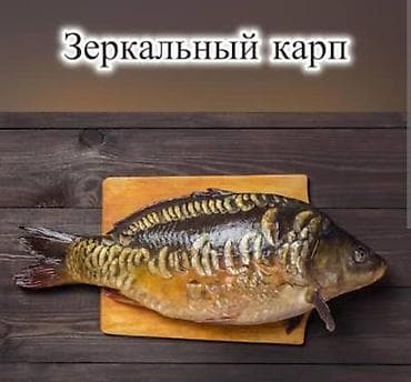 Зеркальный карп (семечка) — 1