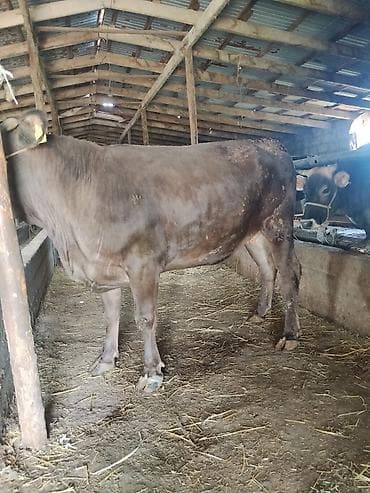 бройлер тушки: Продаю | Бык (самец) | На откорм | Привязанные — 1