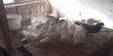 Собаки: Голуби декоративные, стая преимущественно белых окрасов с вкраплениями — 2