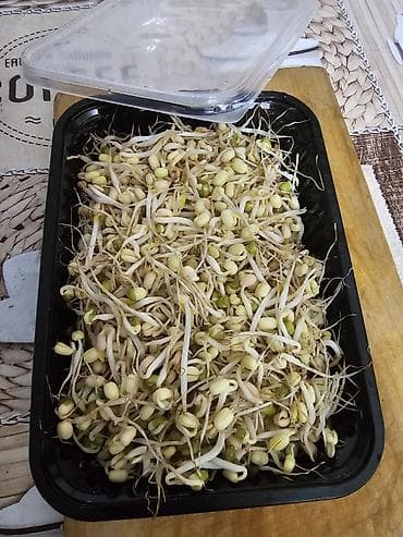 витамины для кур: Микрозелень в лотках - Ассортимент: горох усатый, микрозелень — 4